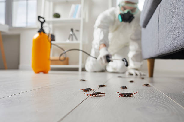 Commercial Kitchen Cockroach Control in Rossmoor